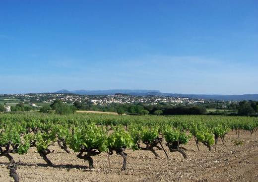 Circuits Avignon Wine Tour