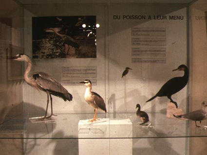 Muséum d'Histoire Naturelle