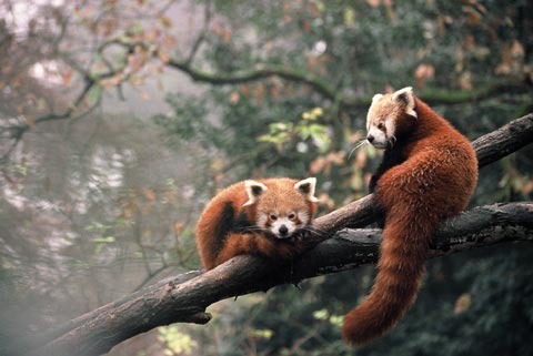 Zoo des Sables Dolonne